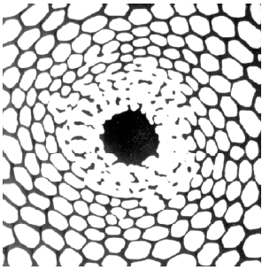 "Honeycomb" form constant generated by marijuana