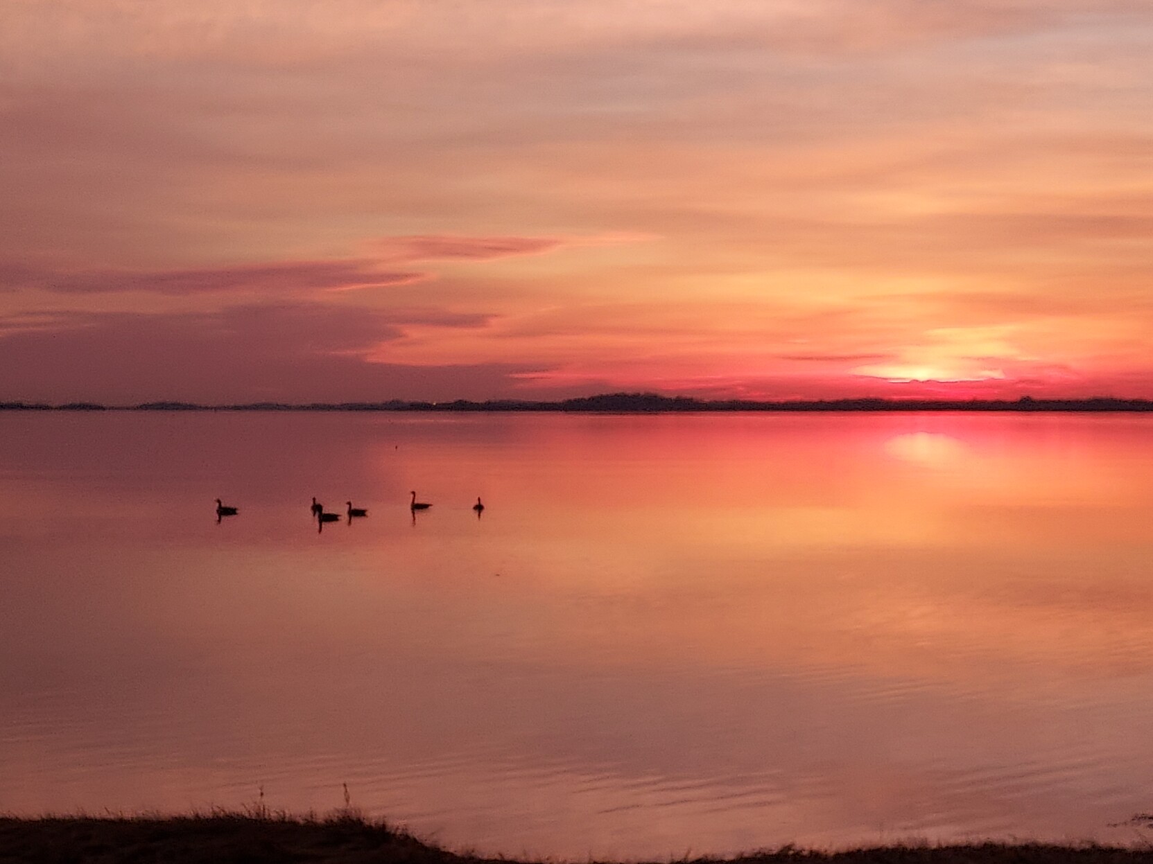 The sun just starting to rise over a bay, with the far shore at the horizon and several ducks in the middle distance
